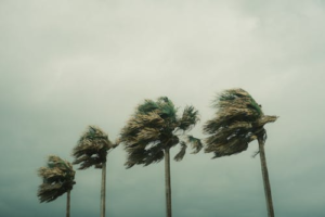 Trees blowing during the Santa Ana season